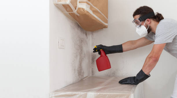 Professional Attic Mold Removal technician working in Greenville, MI