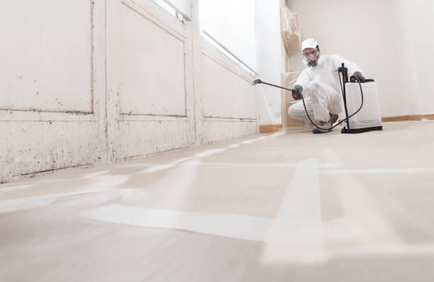 24/7 Emergency Attic Mold Removal experts in Greenville, MI