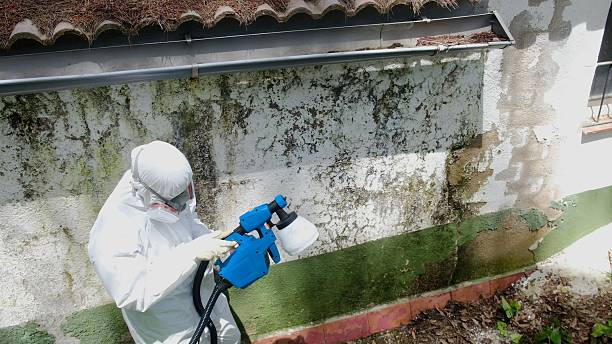 Trusted Black Mold Removal service in Greenville, MI - Cheap Mold Removal